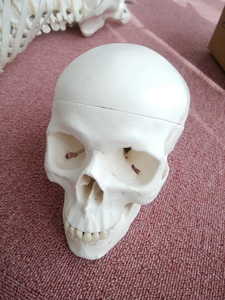 骨格模型のぐれこさんの頭蓋骨