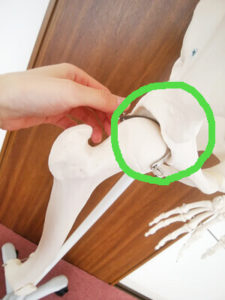骨格模型の股関節を丸で示した画像