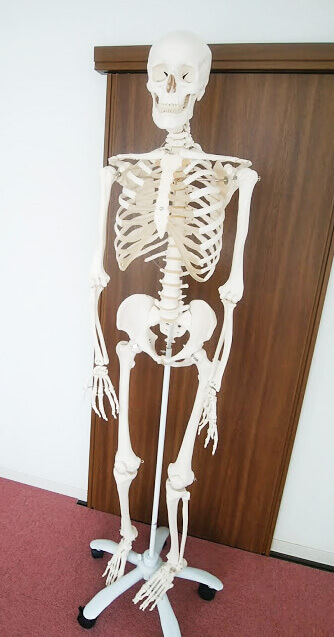 組み立てられた骨格模型のぐれこさん