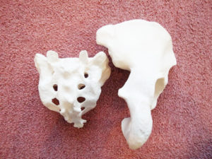 仙骨と右の寛骨の模型