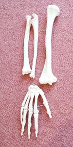 腕、手の骨格模型