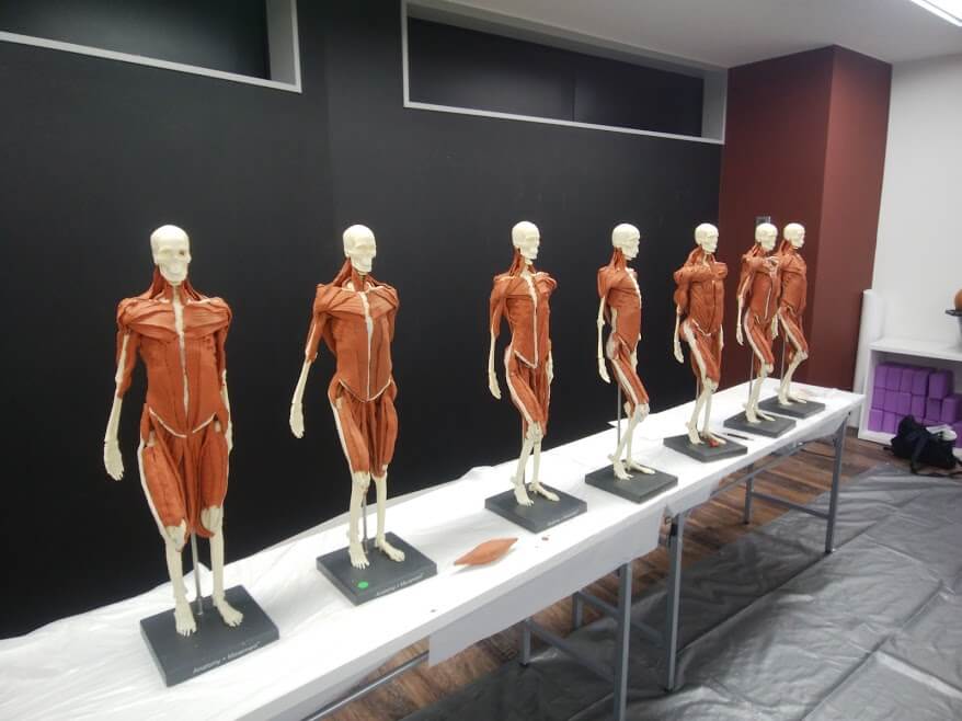 粘土の筋肉を貼り付けた骨格模型が並んでいるところ