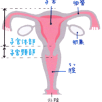子宮、卵巣、卵管、膣のイラスト