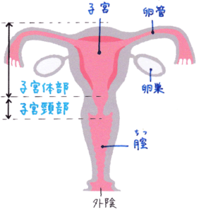 子宮、卵巣、卵管、膣のイラスト