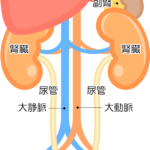 腎臓と膀胱のイラスト