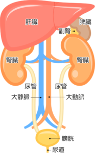 腎臓と膀胱のイラスト