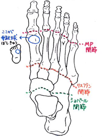 足の骨と関節のイラスト