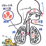肺の仕組みのイラスト